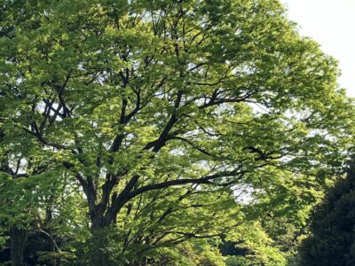 2025春・センサリーアウェアネス 2dayワークショップ in 東京　参加者の皆さんからのご感想